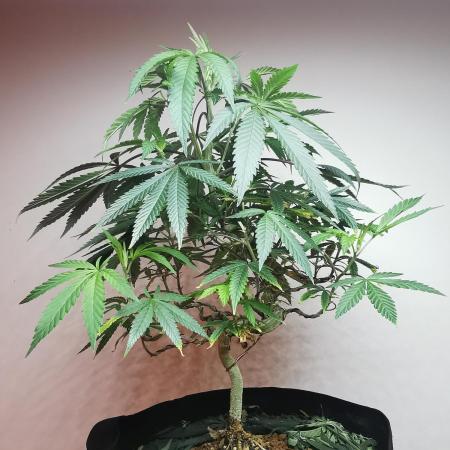 Meteor Marker 3 / FC-E4800 /90x60x140