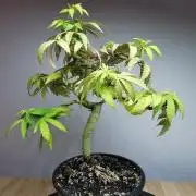 Tropical Spritzer 1 /FC-E4800 /90x60x140