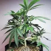 Frappe Late Z  4 / FC-E4800 / 90x60x140