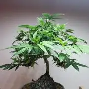 Tropical Spritzer 1 /FC-E4800 /90x60x140