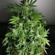 Frappe Late Z  4 / FC-E4800 / 90x60x140