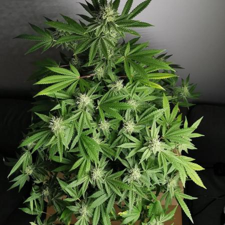 Frappe Late Z  4 / FC-E4800 / 90x60x140