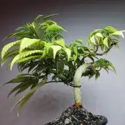 Frappe Late Z  4 / FC-E4800 / 90x60x140