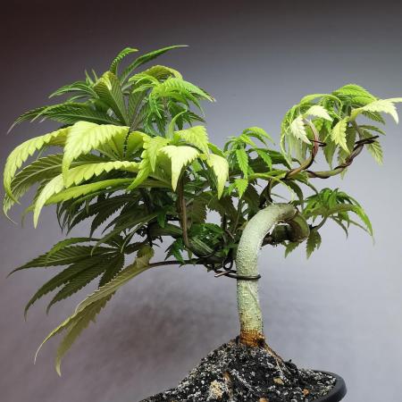 Frappe Late Z  4 / FC-E4800 / 90x60x140