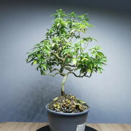 Tropical Spritzer 1 /FC-E4800 /90x60x140