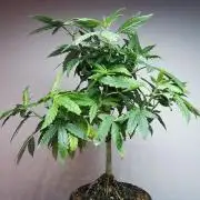 Frappe Late Z  3 / FC-E4800 /90x60x140