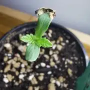 Frappe Late Z  1 / FC-E4800 / 90x60x140