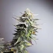 Pablo Escobar auto / FC-E4800 /90x60x140