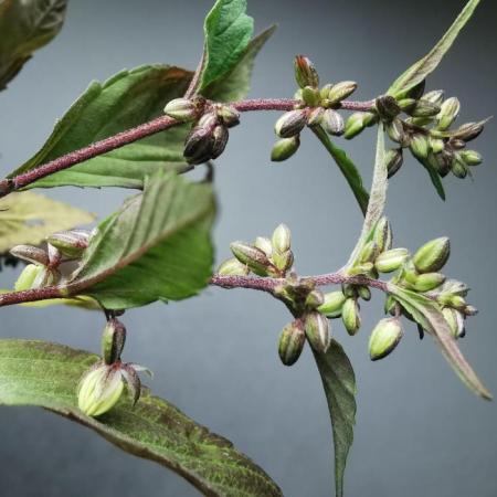16.7# Blueberry Lime Kush AD n°1 - Out - Living Soil 