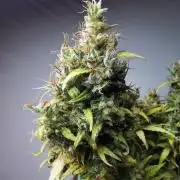 Devil XL auto / FC-E4800 / 90x60x140