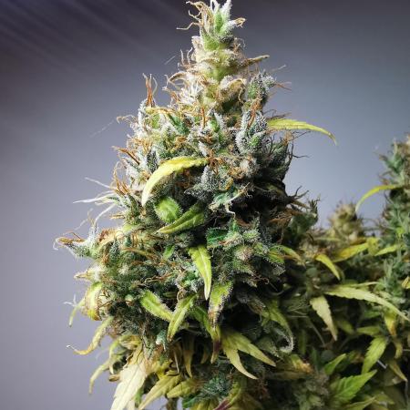 Devil XL auto / FC-E4800 / 90x60x140