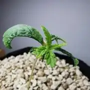 Creamy Beast turbo / FC-E4800 /90x60x140