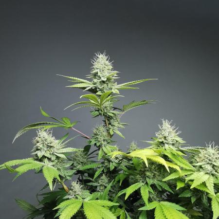 Frappe Late Z  4 / FC-E4800 / 90x60x140