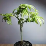 Frappe Late Z  3 / FC-E4800 /90x60x140