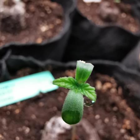 Creamy Beast turbo / FC-E4800 /90x60x140