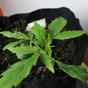 Northern Light auto/ FC-E4800/ 90x60x140