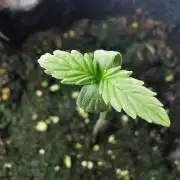 Pablo Escobar auto / FC-E4800 /90x60x140