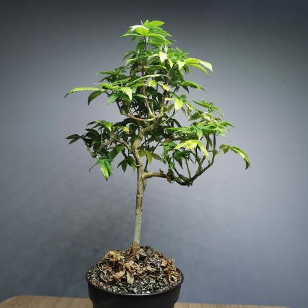 Frappe Late Z  3 / FC-E4800 /90x60x140