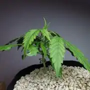 Devil XL auto / FC-E4800 / 90x60x140