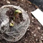 Godzilla Cookie auto /FC-E4800/90x60x140