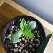 Meteor Marker 2 / FC-E4800 /90x60x140