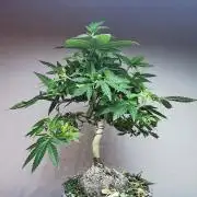 Tropical Spritzer 1 /FC-E4800 /90x60x140