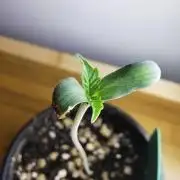 Meteor Marker 1 / FC-E4800 / 90x60x140