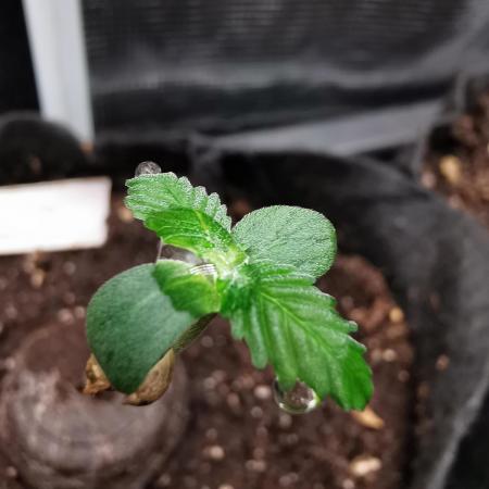 Fractal auto / FC-E4800 / 90x60x140