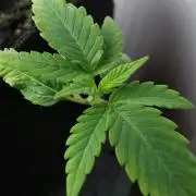 Fractal auto / FC-E4800 / 90x60x140