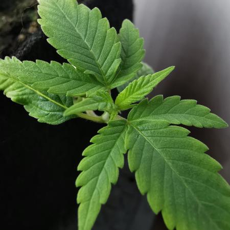 Fractal auto / FC-E4800 / 90x60x140