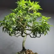 Tropical Spritzer 1 /FC-E4800 /90x60x140