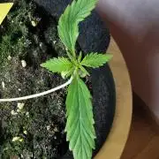 Pablo Escobar auto / FC-E4800 /90x60x140