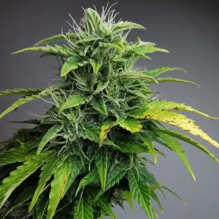 Northern Light auto/ FC-E4800/ 90x60x140