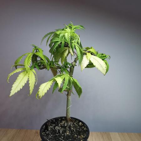 Frappe Late Z  3 / FC-E4800 /90x60x140