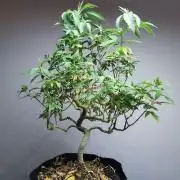 Tropical Spritzer 1 /FC-E4800 /90x60x140