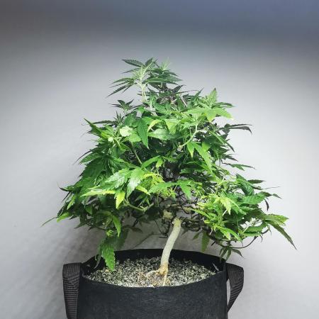 Frappe Late Z  1 / FC-E4800 / 90x60x140