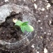 Apple Betty auto / FC-E4800 / 90x60x140