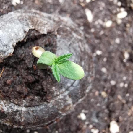 Apple Betty auto / FC-E4800 / 90x60x140