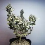 Big Demon auto / FC-E4800 / 90x60x140