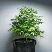 Frappe Late Z 1 / FC-E4800 / 90x60x140
