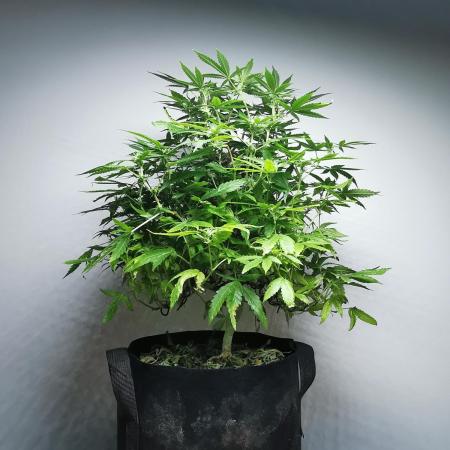 Frappe Late Z  1 / FC-E4800 / 90x60x140