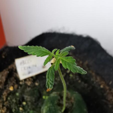 Big Demon auto / FC-E4800 / 90x60x140