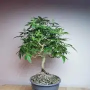 Tropical Spritzer 1 /FC-E4800 /90x60x140