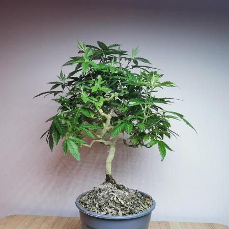 Tropical Spritzer 1 /FC-E4800 /90x60x140