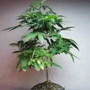 Frappe Late Z 3 / FC-E4800 /90x60x140