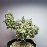 Northern Light auto/ FC-E4800/ 90x60x140