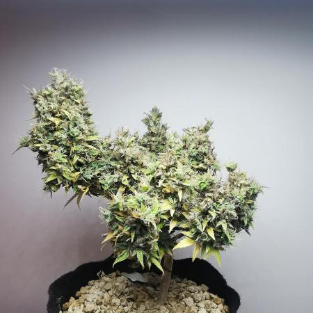 Northern Light auto/ FC-E4800/ 90x60x140
