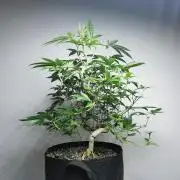 Frappe Late Z 4 / FC-E4800 / 90x60x140