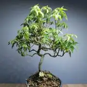 Tropical Spritzer 1 /FC-E4800 /90x60x140