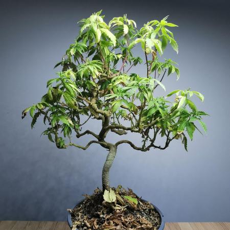 Tropical Spritzer 1 /FC-E4800 /90x60x140